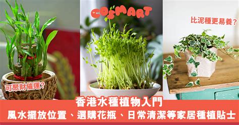 水種植物 香港